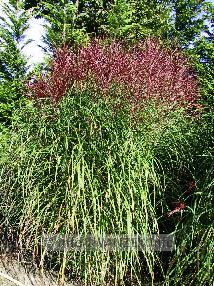Miscanthus sinensis Sirene 01.jpg